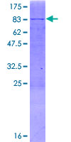 ab166240 on a 12.5% SDS-PAGE stained with Coomassie Blue.