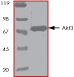 ab60324 on SDS-PAGE, MW ~85kDa.
