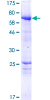 ab162929 on a 12.5% SDS-PAGE stained with Coomassie Blue.
