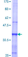 ab160459 on a 12.5% SDS-PAGE stained with Coomassie Blue.