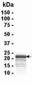 SDS-PAGE. 4-20% SDS gel. Analysis of Prostaglandin D Synthase (hematopoietic) Recombinant Protein (1µg). Coomassie blue staining. Band size approximately 21 kDa.