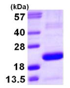15% SDS-PAGE analysis of ab105574 (3ug)