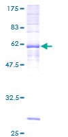 12.5% SDS-PAGE stained with Coomassie Blue showing ab117045 at approximately 65.60 kDa.