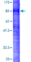 12.5% SDS-PAGE analysis of ab132115, stained with Coomassie Blue.