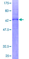 12.5% SDS-PAGE analysis of ab132114, stained with Coomassie Blue.