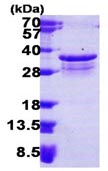 15% SDS-PAGE analysis of 3 µg ab116201.
