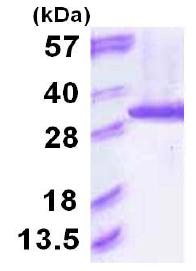 15% SDS-PAGE showing ab117226 at approximately 29.9kDa (3µg).