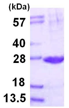 15% SDS-PAGE showing ab116169 at approximately 24.9 kDa (3µg).