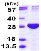 15% SDS-PAGE showing ab115721 at approximately 26.6kDa (3µg).