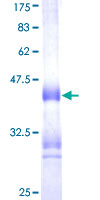 ab159229 on a 12.5% SDS-PAGE stained with Coomassie Blue.