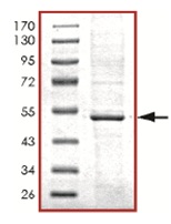 SDS-PAGE analysis of ab125532.