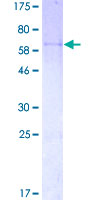 ab132749 on 12.5% SDS-PAGE stained with Coomassie blue.