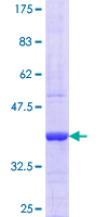12.5% SDS-PAGE stained with Coomassie Blue showing ab117033 at approximately 36.30 kDa.
