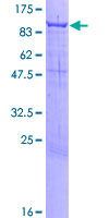 ab163326 on a 12.5% SDS-PAGE stained with Coomassie Blue.