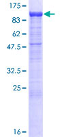 ab163325 on a 12.5% SDS-PAGE stained with Coomassie Blue.