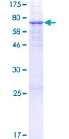 ab159252 on a 12.5% SDS-PAGE stained with Coomassie Blue.