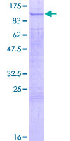 ab153199 on a 12.5% SDS-PAGE stained with Coomassie Blue.