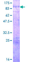 ab164347 on a 12.5% SDS-PAGE stained with Coomassie Blue.
