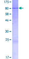 ab165593 on a 12.5% SDS-PAGE stained with Coomassie Blue.