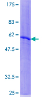 ab165491 on a 12.5% SDS-PAGE stained with Coomassie Blue.