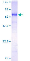 ab163183 on a 12.5% SDS-PAGE stained with Coomassie Blue.