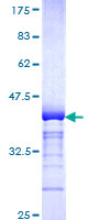 ab162960 on a 12.5% SDS-PAGE stained with Coomassie Blue.