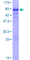 ab162732 on a 12.5% SDS-PAGE stained with Coomassie Blue.