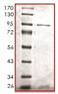 SDS Page analysis of ab119720