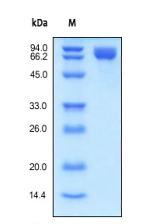 The purity of ab155703 was determined by SDS-PAGE of reduced ab155703 and stained overnight with Coomassie Blue.