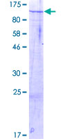 ab166429 on a 12.5% SDS-PAGE stained with Coomassie Blue.
