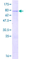 ab163046 on a 12.5% SDS-PAGE stained with Coomassie Blue.