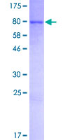 ab165787 on a 12.5% SDS-PAGE stained with Coomassie Blue.