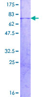 ab159321 on a 12.5% SDS-PAGE stained with Coomassie Blue.