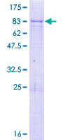 ab165717 on a 12.5% SDS-PAGE stained with Coomassie Blue.