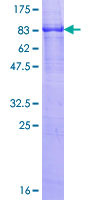 ab159466 on a 12.5% SDS-PAGE stained with Coomassie Blue.