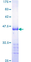 ab159317 on a 12.5% SDS-PAGE stained with Coomassie Blue.