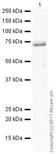 Anti-Retinoid X Receptor beta antibody - ChIP Grade ( ab5793 ) at 1/1000 dilution + Human Retinoid X Receptor beta full length protein (ab82122) at 0.1 µg Secondary Goat Anti-Rabbit IgG H&L (HRP) preadsorbed ( ab97080 ) at 1/5000 dilution Exposure time : 3 minutes