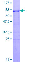 ab114438 analysed on a 12.5% SDS-PAGE gel stained with Coomassie Blue.