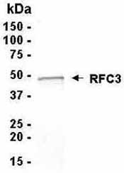 Analysis of RFC3 recombinant protein. The purified recombinant protein shows a band at 41 kDa (calculated). Coomassie blue stained gel.