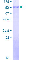 ab159336 on a 12.5% SDS-PAGE stained with Coomassie Blue.