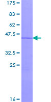ab159346 on a 12.5% SDS-PAGE stained with Coomassie Blue.