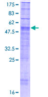 ab165746 on a 12.5% SDS-PAGE stained with Coomassie Blue.