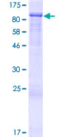 ab164402 on a 12.5% SDS-PAGE stained with Coomassie Blue.