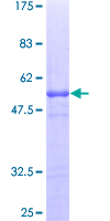 ab162767 on a 12.5% SDS-PAGE stained with Coomassie Blue.
