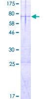 ab165705 on a 12.5% SDS-PAGE stained with Coomassie Blue.