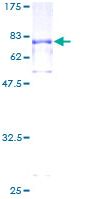 ab114503 analysed by 12.5% SDS-PAGE and stained with Coomassie Blue.