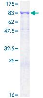 12.5% SDS-PAGE analysis of ab152663 stained with Coomassie Blue.