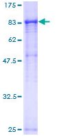 12.5% SDS-PAGE analysis of ab152664 stained with Coomassie Blue.