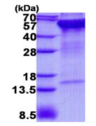 15% SDS-PAGE analysis of ab139620 (3µg).
