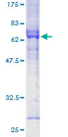 ab163167 on a 12.5% SDS-PAGE stained with Coomassie Blue.